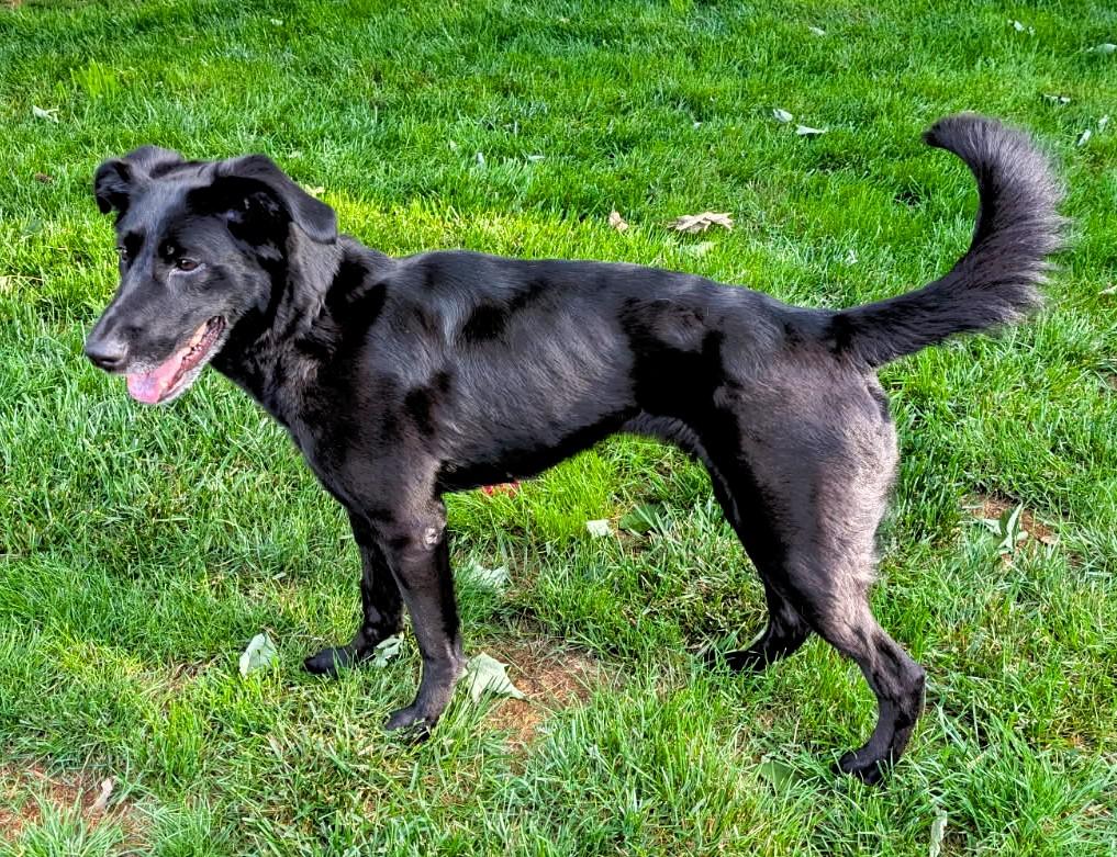 Enlarge Sasha, a Adoptable mixed breed in Boiling Springs, PA image 6/6