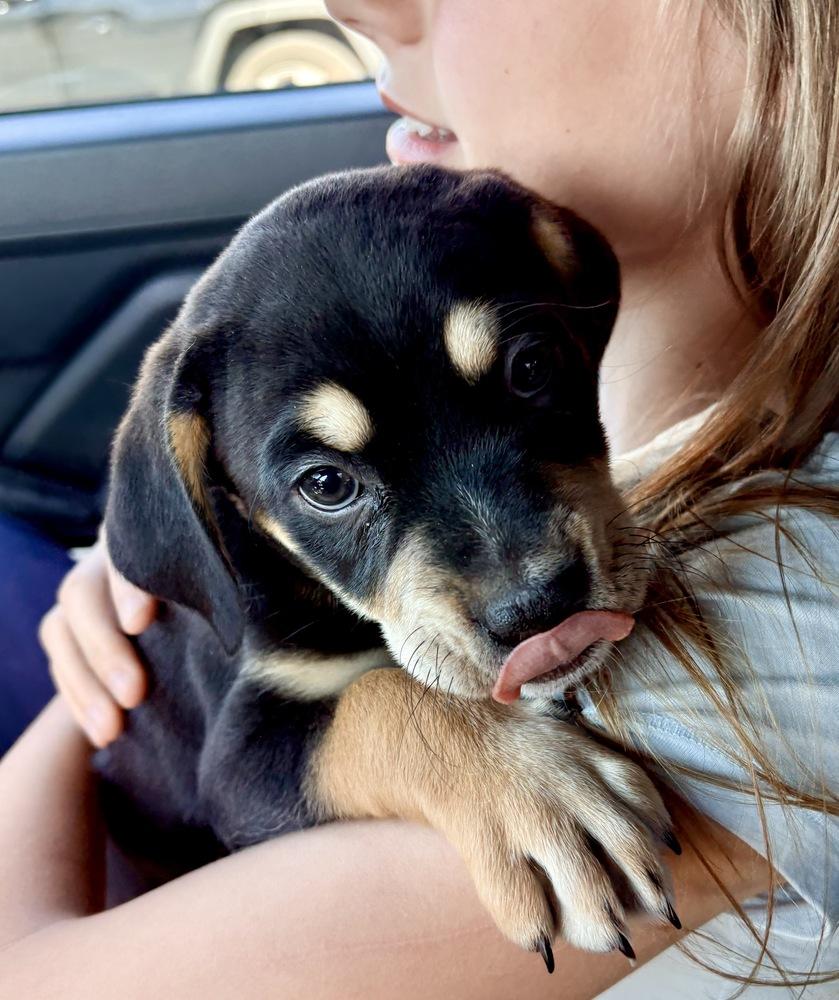 Archie, Adoptable, Puppy Male Yorkshire Terrier & Pit Bull Terrier.