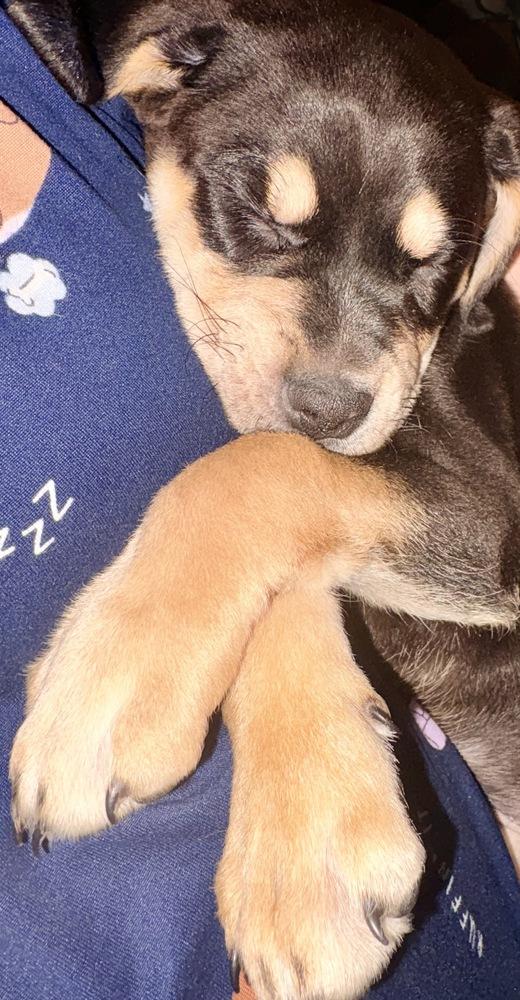 Archie, a Adoptable mixed breed in Amherst, NY image 2/6