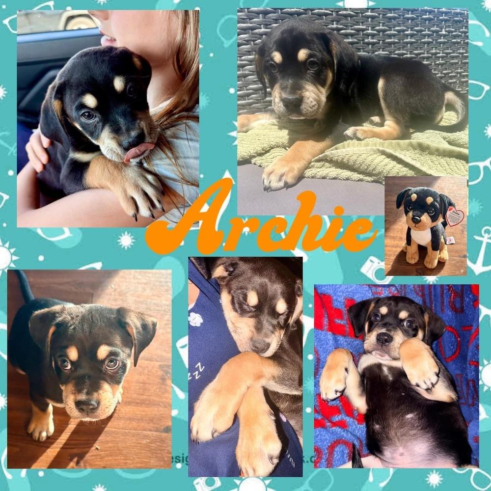 Archie, a Adoptable mixed breed in Amherst, NY image 3/6