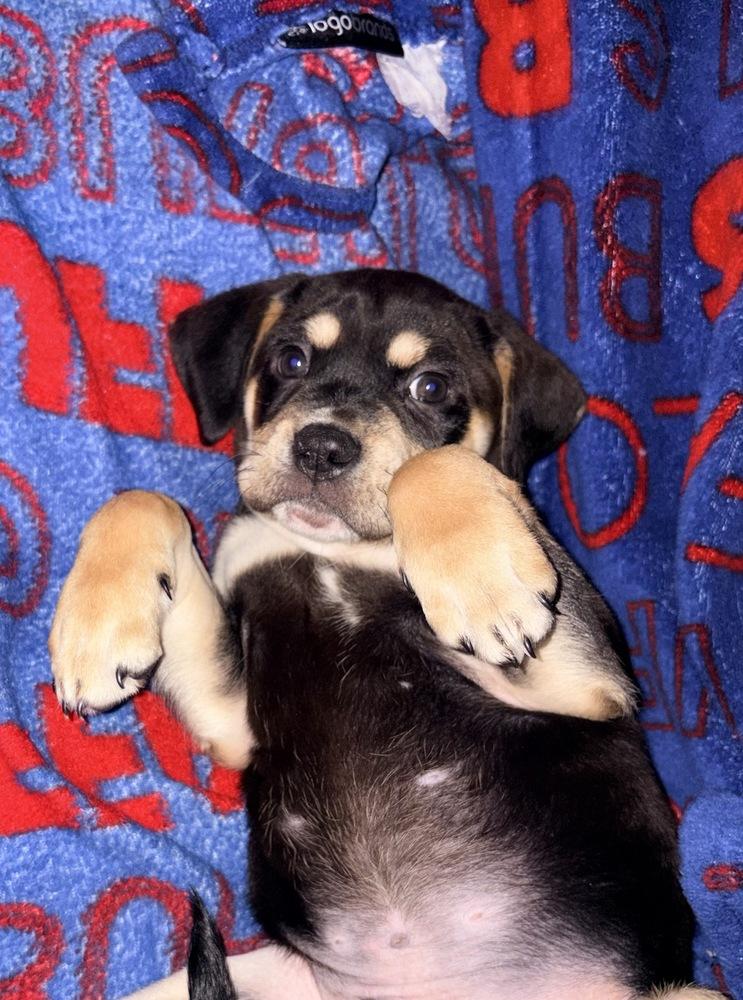 Archie, a Adoptable mixed breed in Amherst, NY image 4/6