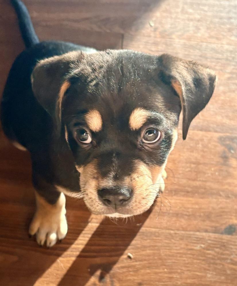 Archie, a Adoptable mixed breed in Amherst, NY image 5/6