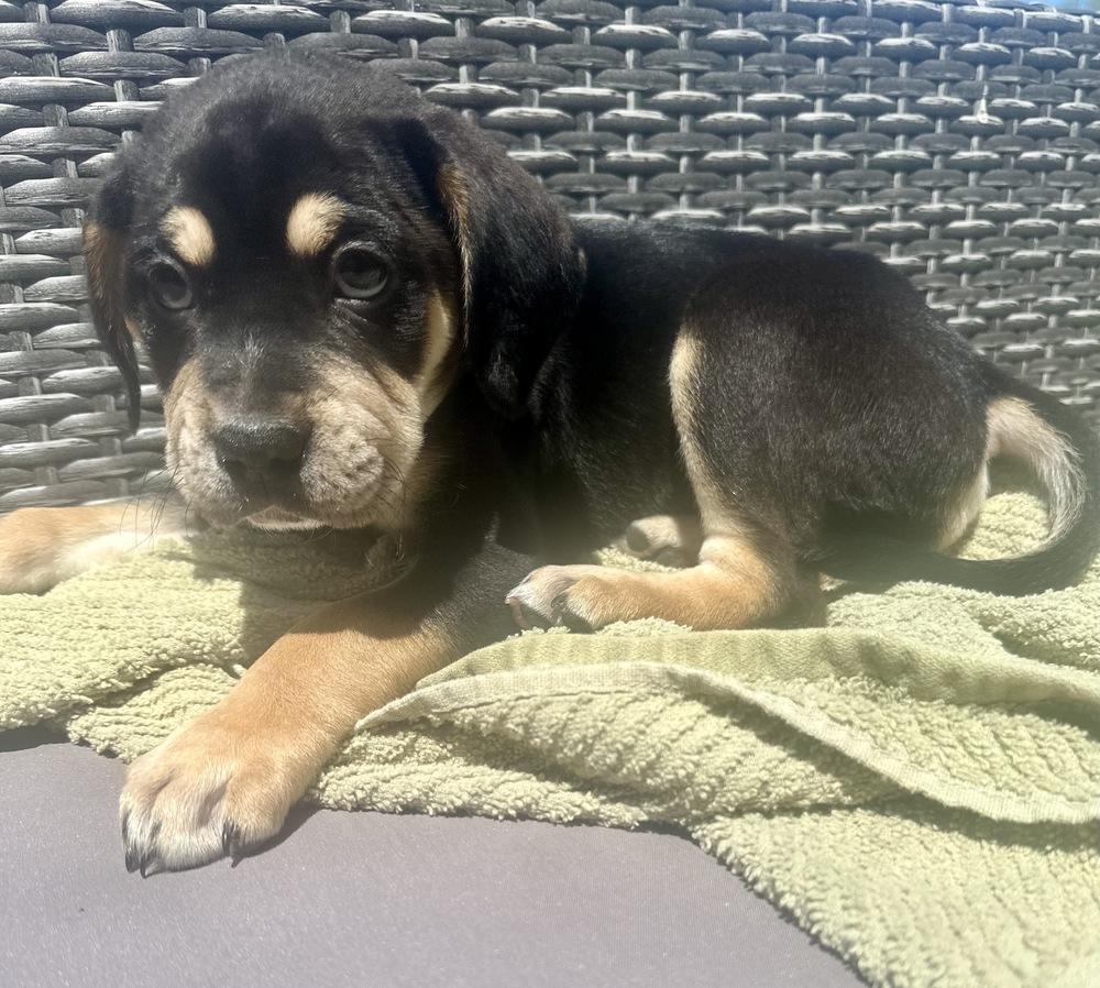 Archie, a Adoptable mixed breed in Amherst, NY image 6/6