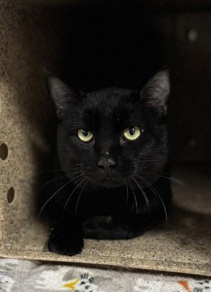 Percy, a Adoptable mixed breed in Missoula, MT image 1/3