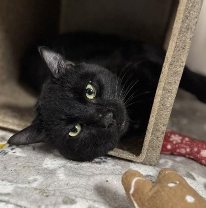 Percy, a Adoptable mixed breed in Missoula, MT image 2/3