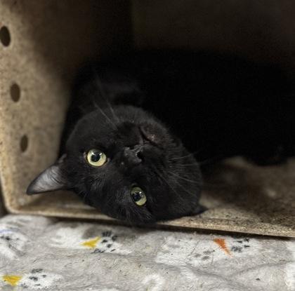 Percy, a Adoptable mixed breed in Missoula, MT image 3/3