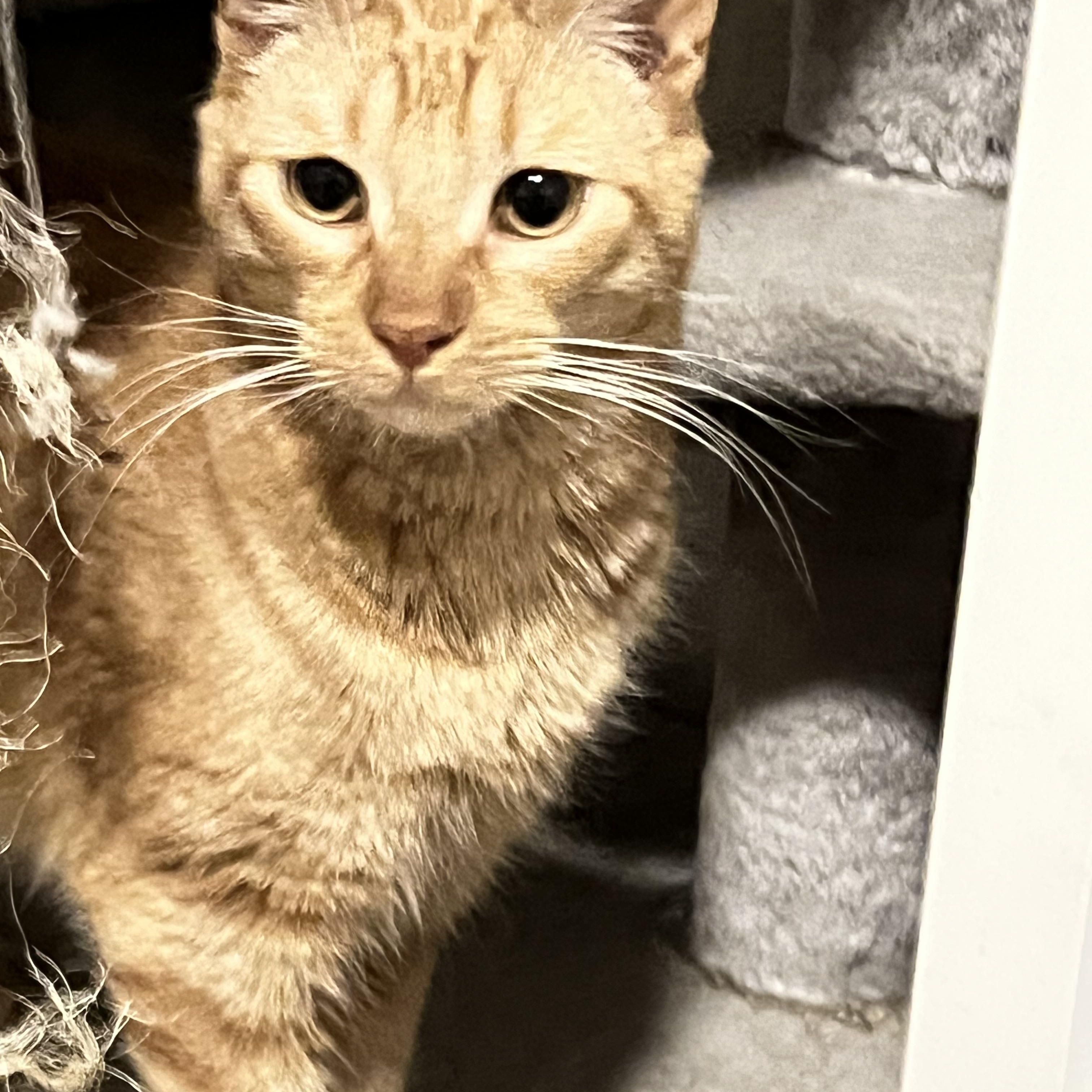 Enlarge Peanut, a Adoptable Domestic Short Hair in Mesa, AZ image 1/1
