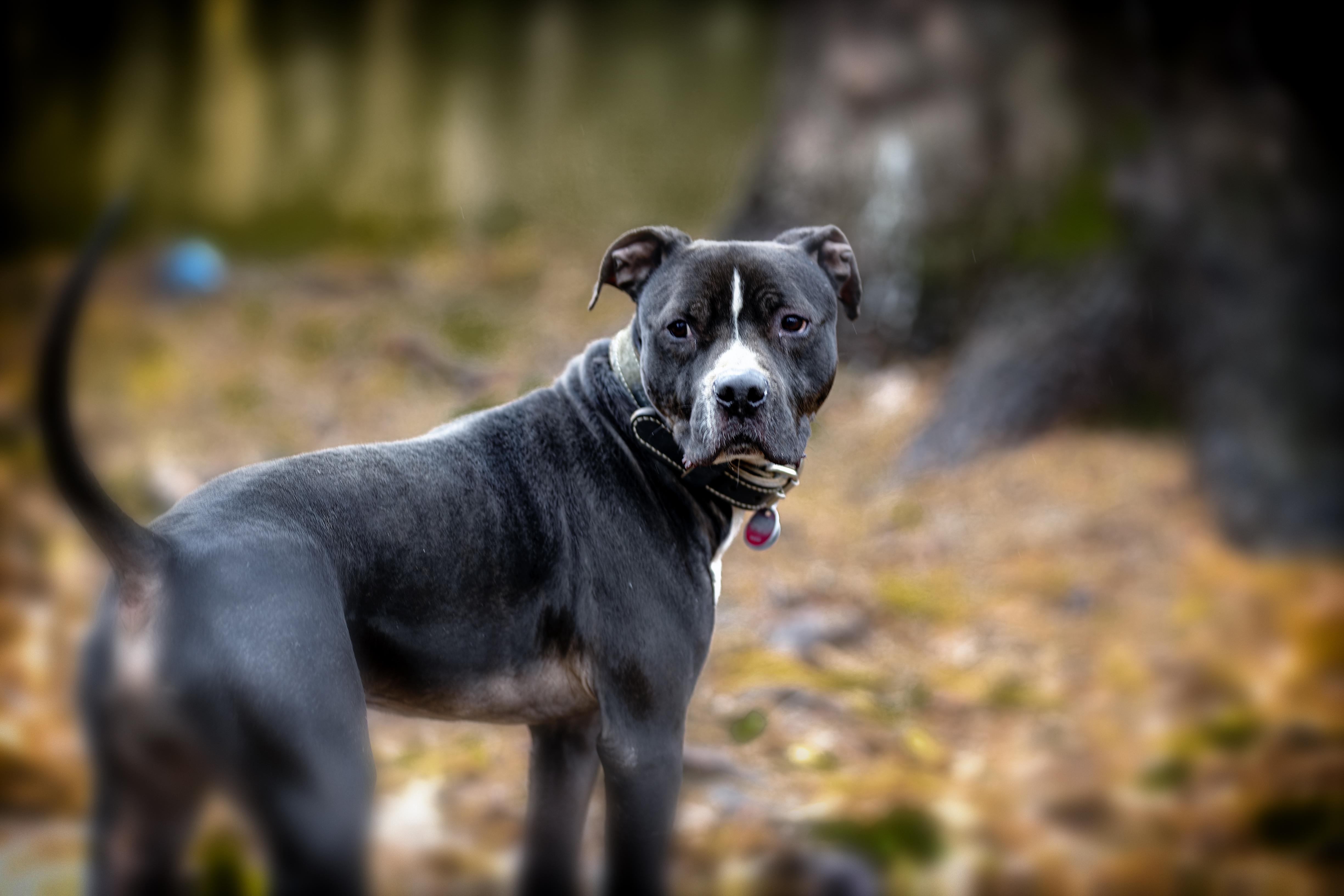 Samson, Adult Male unknown