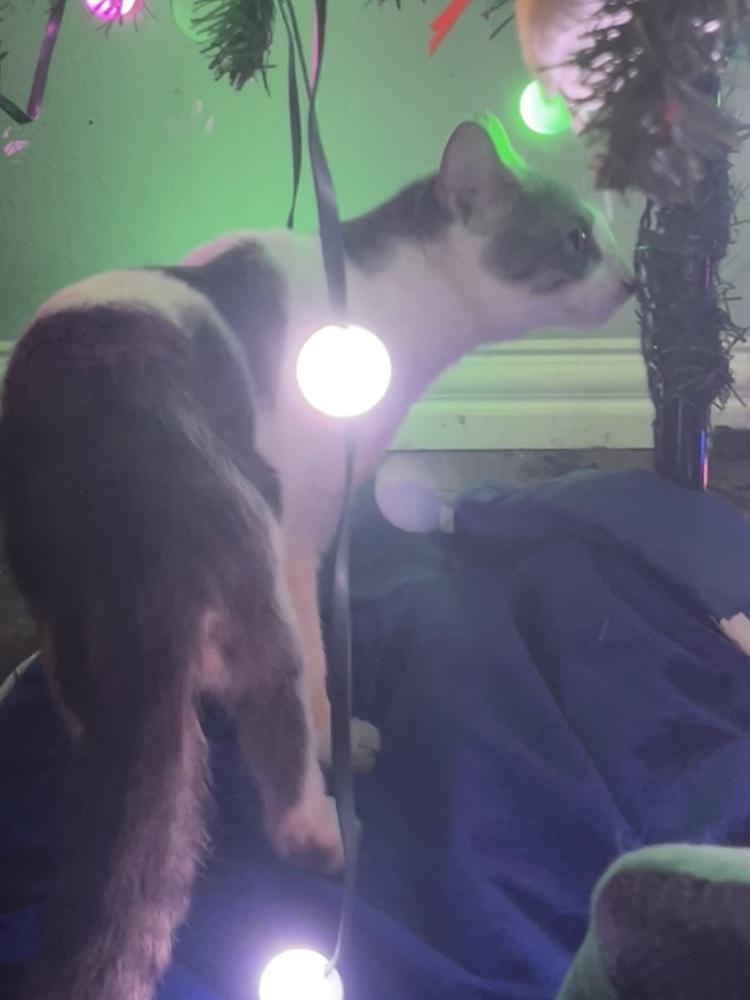 Beary — thumbnail 3