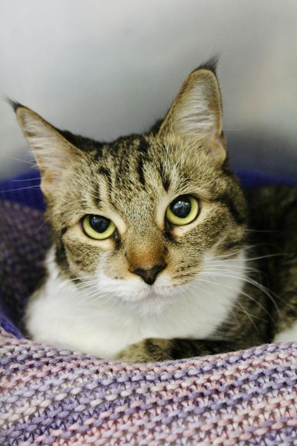 Grizelda, Adoptable, Senior Female Domestic Medium Hair.