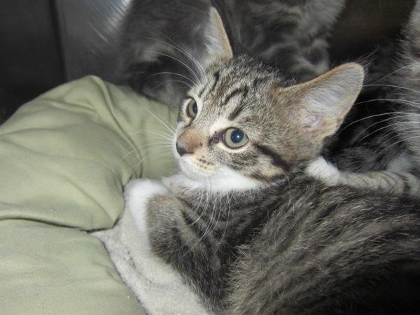 Grizelda, a Adoptable mixed breed in Indiana, PA image 2/2