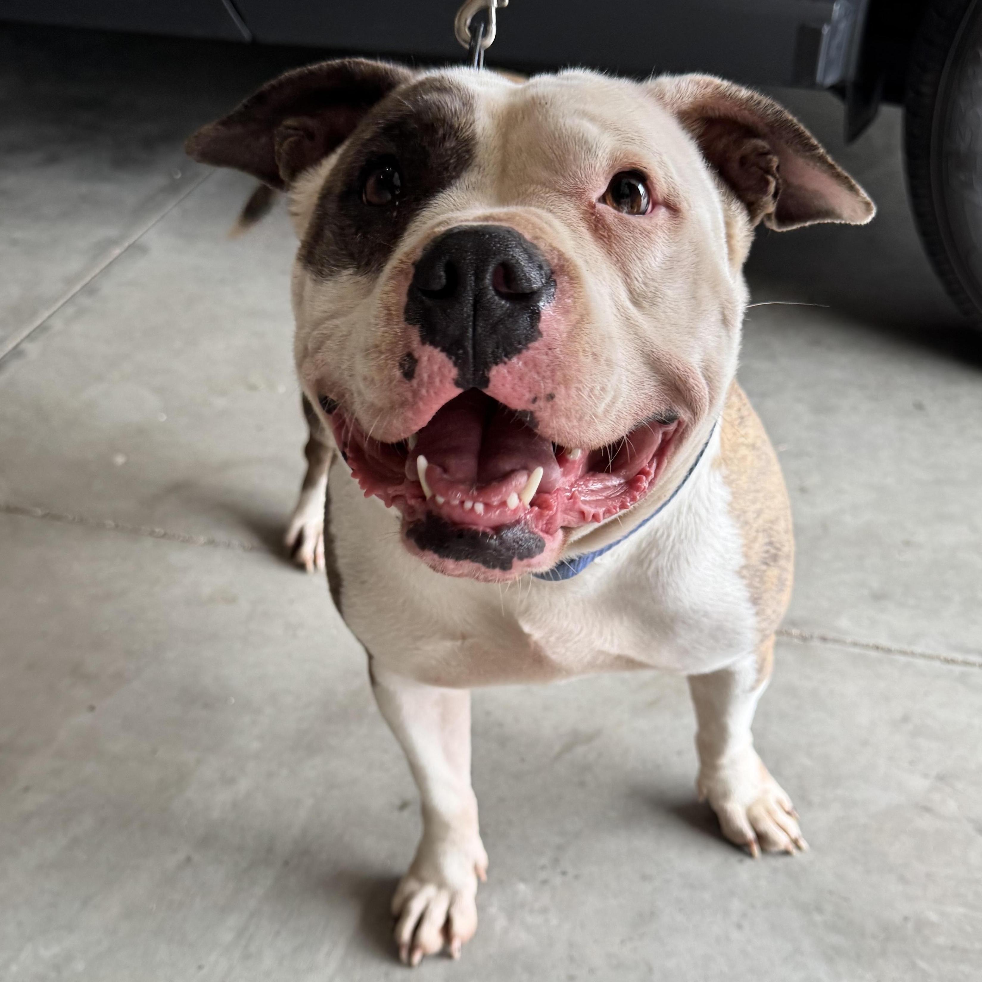 Enlarge Pepper, a Adoptable mixed breed in Springfield, MO image 2/6