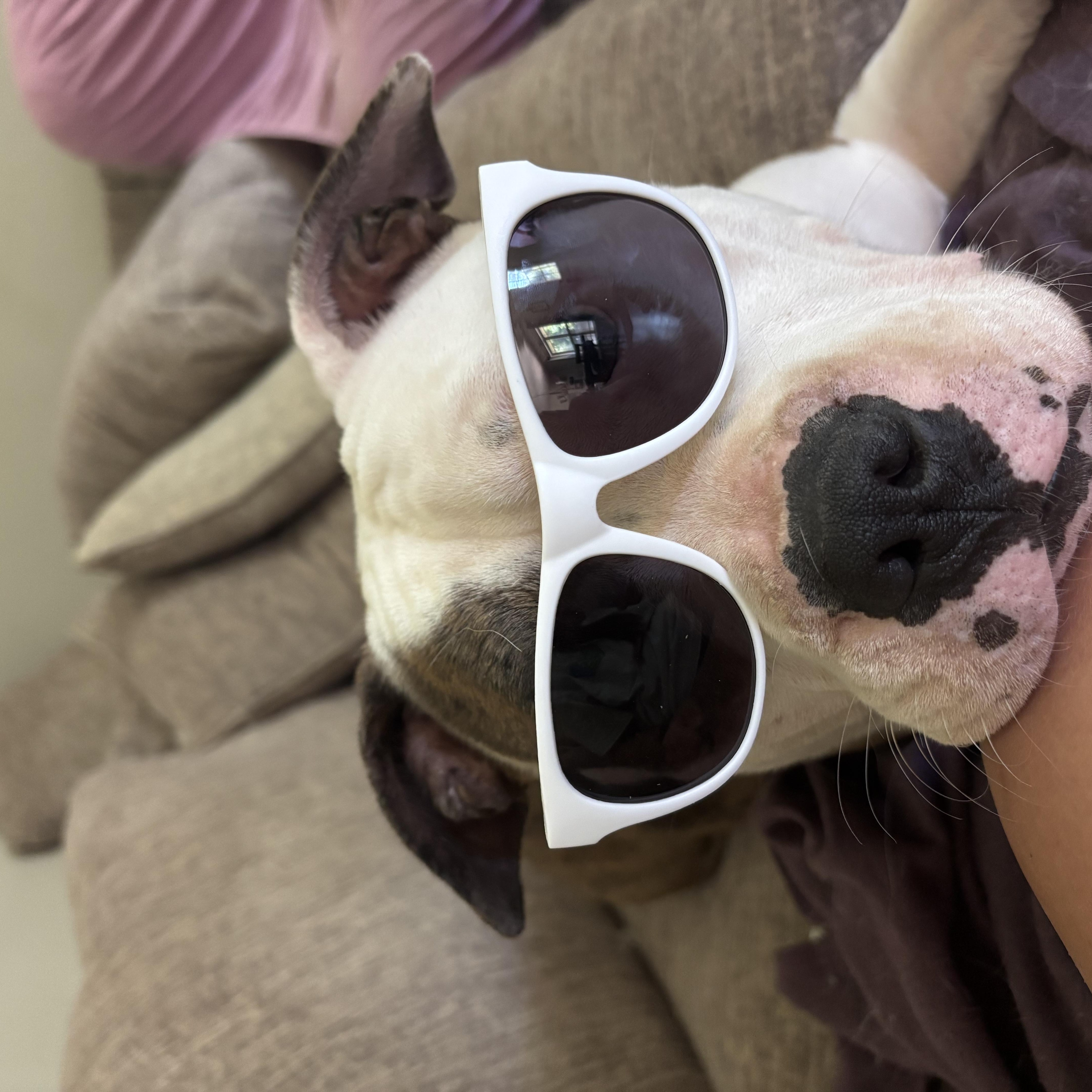 Enlarge Pepper, a Adoptable mixed breed in Springfield, MO image 4/6