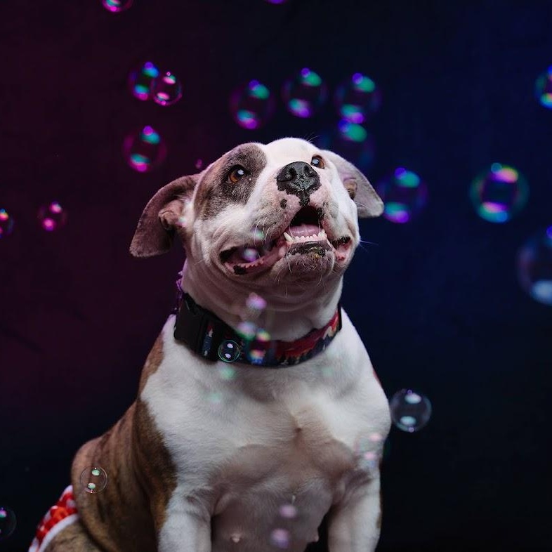 Enlarge Pepper, a Adoptable mixed breed in Springfield, MO image 3/6