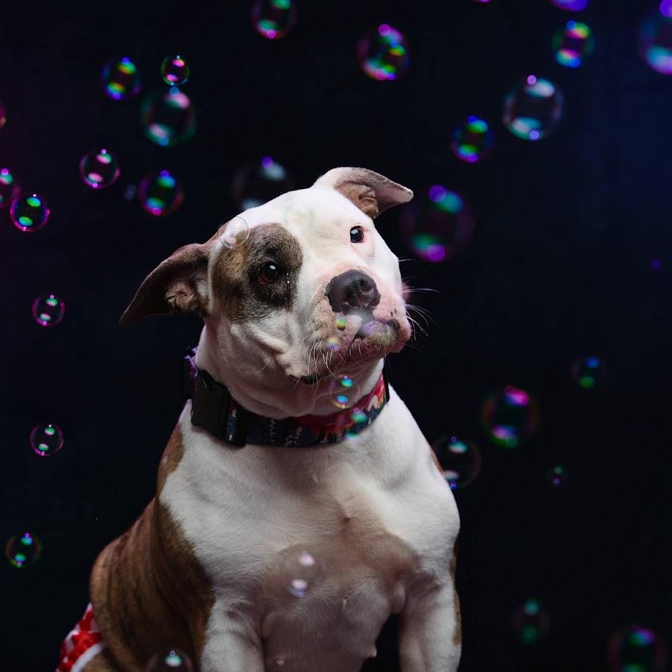 Enlarge Pepper, a Adoptable mixed breed in Springfield, MO image 1/6