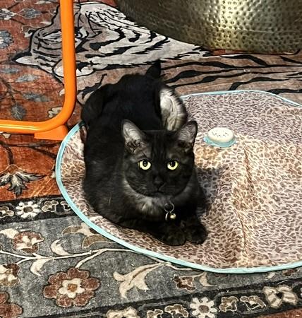 Hachi, a ADOPTABLE Domestic Short Hair in Denver, CO image 5/6