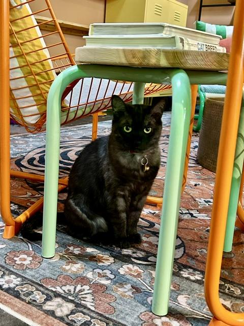 Hachi, a ADOPTABLE Domestic Short Hair in Denver, CO image 1/6