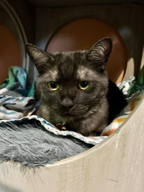 Hachi, a ADOPTABLE Domestic Short Hair in Denver, CO image 6/6