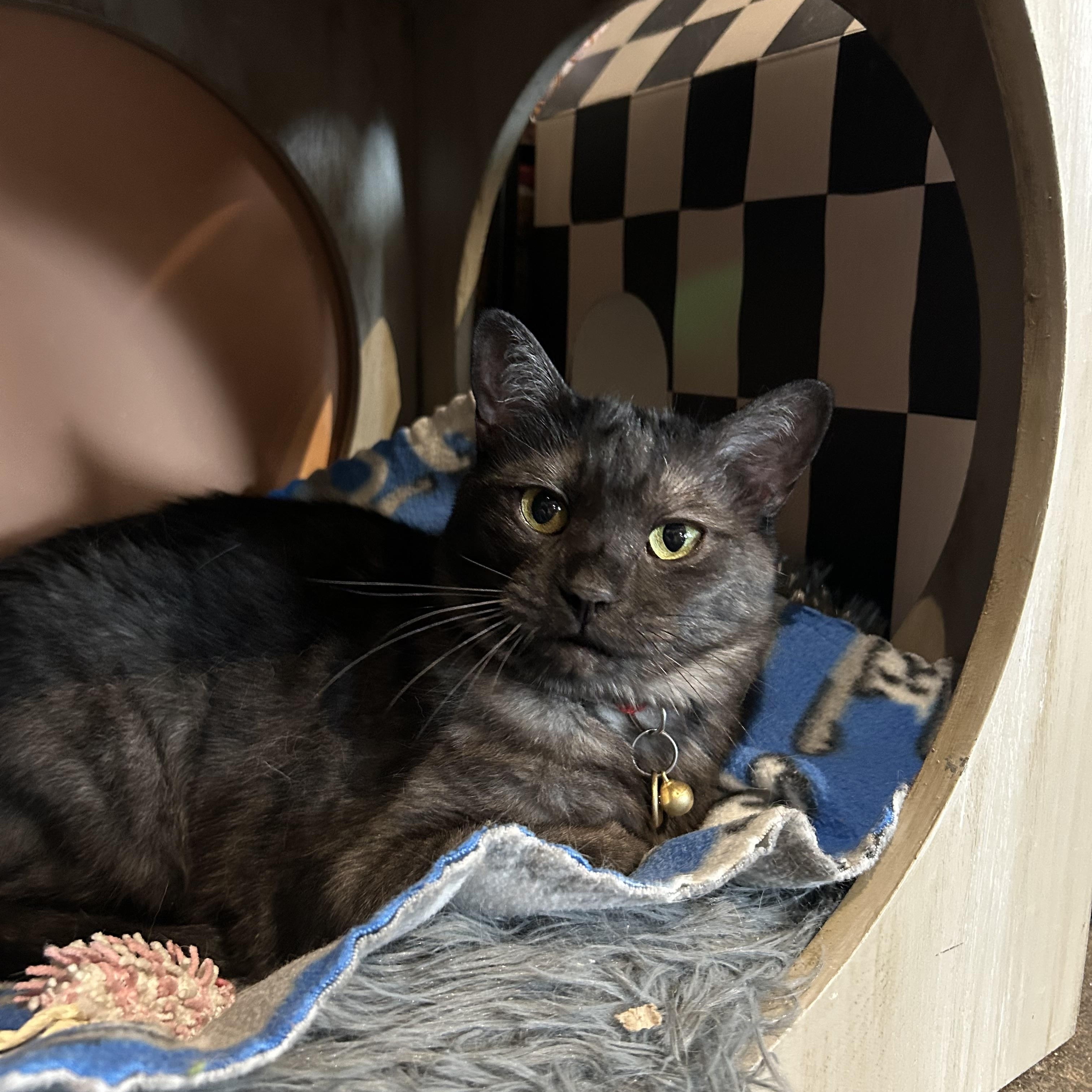 Hachi, a ADOPTABLE Domestic Short Hair in Denver, CO image 6/6