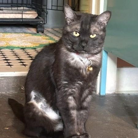 Hachi, a ADOPTABLE Domestic Short Hair in Denver, CO image 2/6