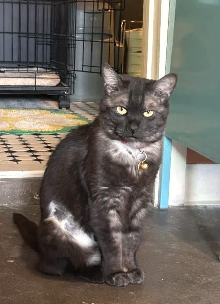 Hachi, a ADOPTABLE Domestic Short Hair in Denver, CO image 4/6