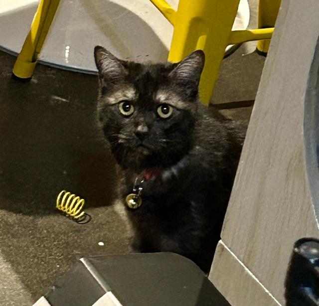 Hachi, a ADOPTABLE Domestic Short Hair in Denver, CO image 6/6