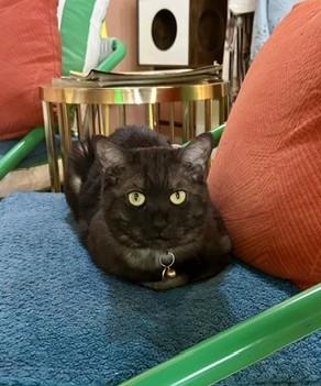 Hachi, a ADOPTABLE Domestic Short Hair in Denver, CO image 3/6