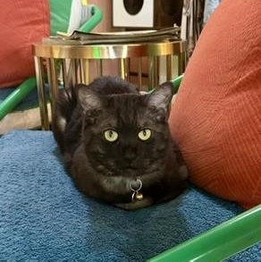 Hachi, a ADOPTABLE Domestic Short Hair in Denver, CO image 3/6
