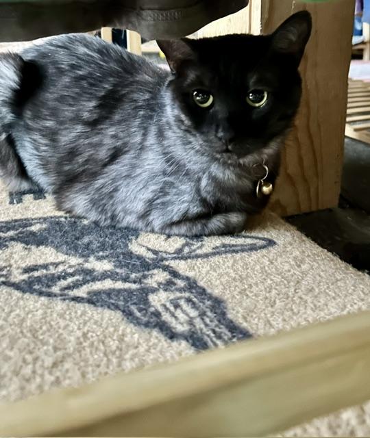 Hachi, a ADOPTABLE Domestic Short Hair in Denver, CO image 5/6
