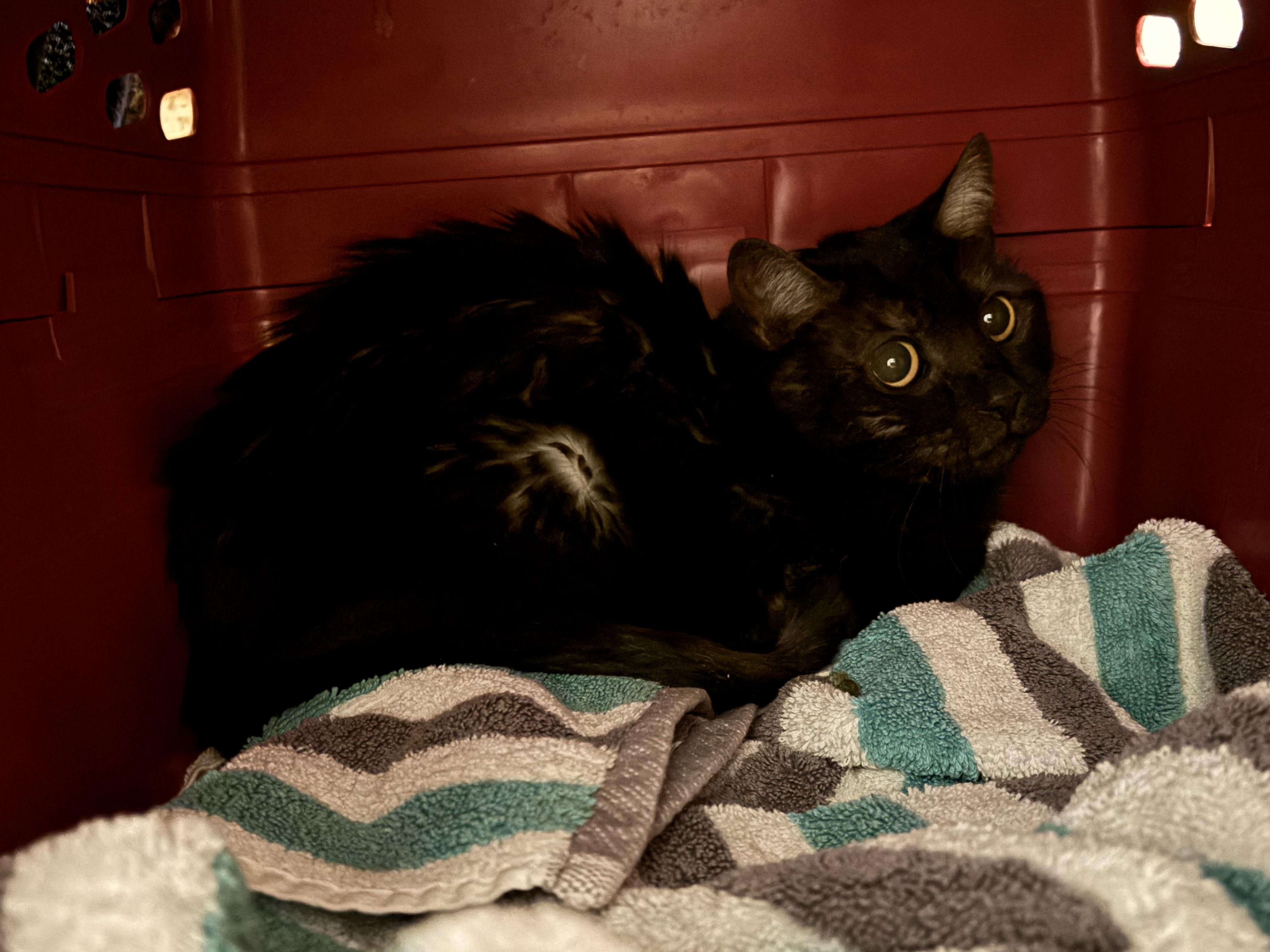 Enlarge Hachi, a ADOPTABLE Domestic Short Hair in Denver, CO image 2/2