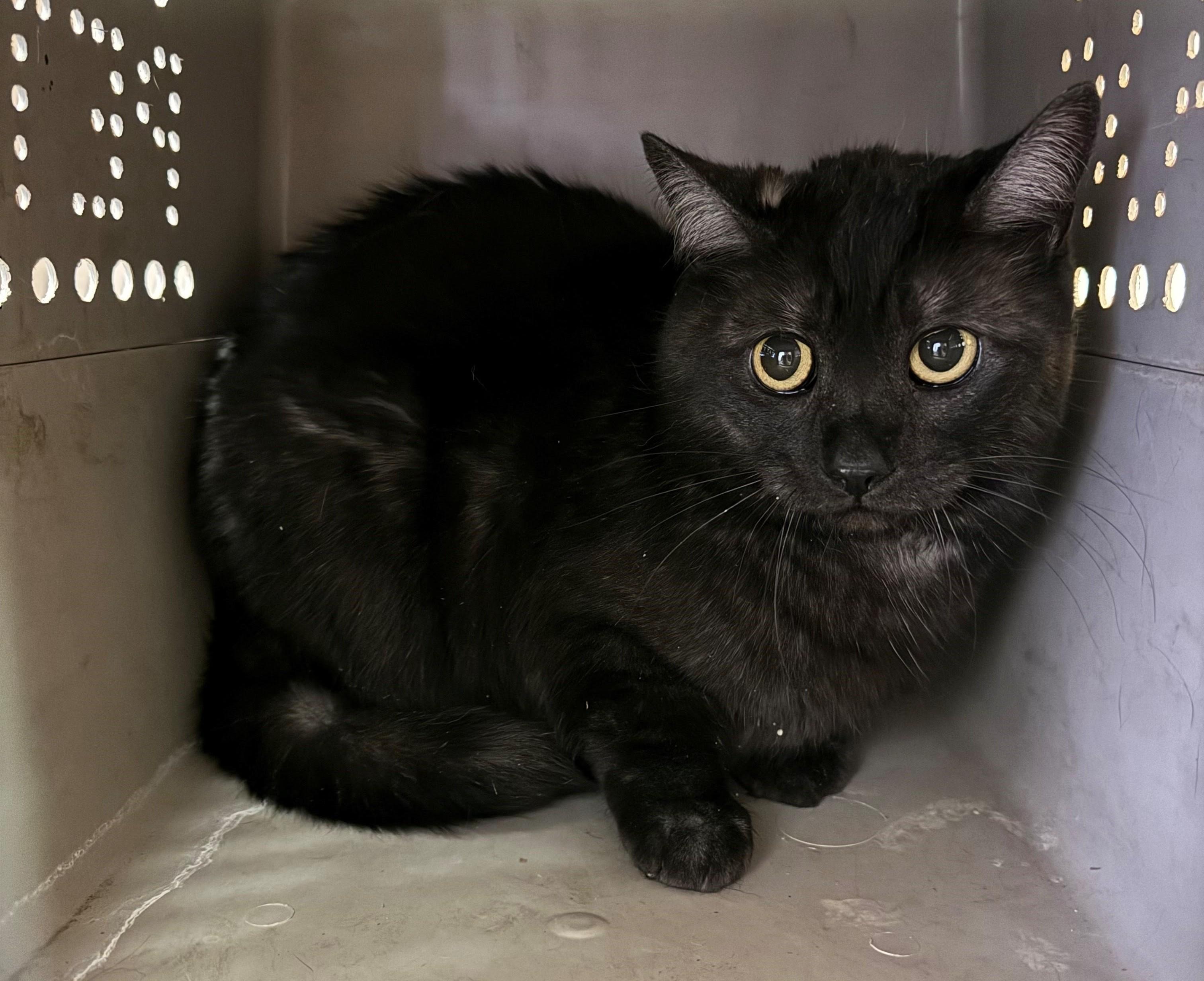 Hachi, ADOPTABLE, Adult Female Domestic Short Hair.