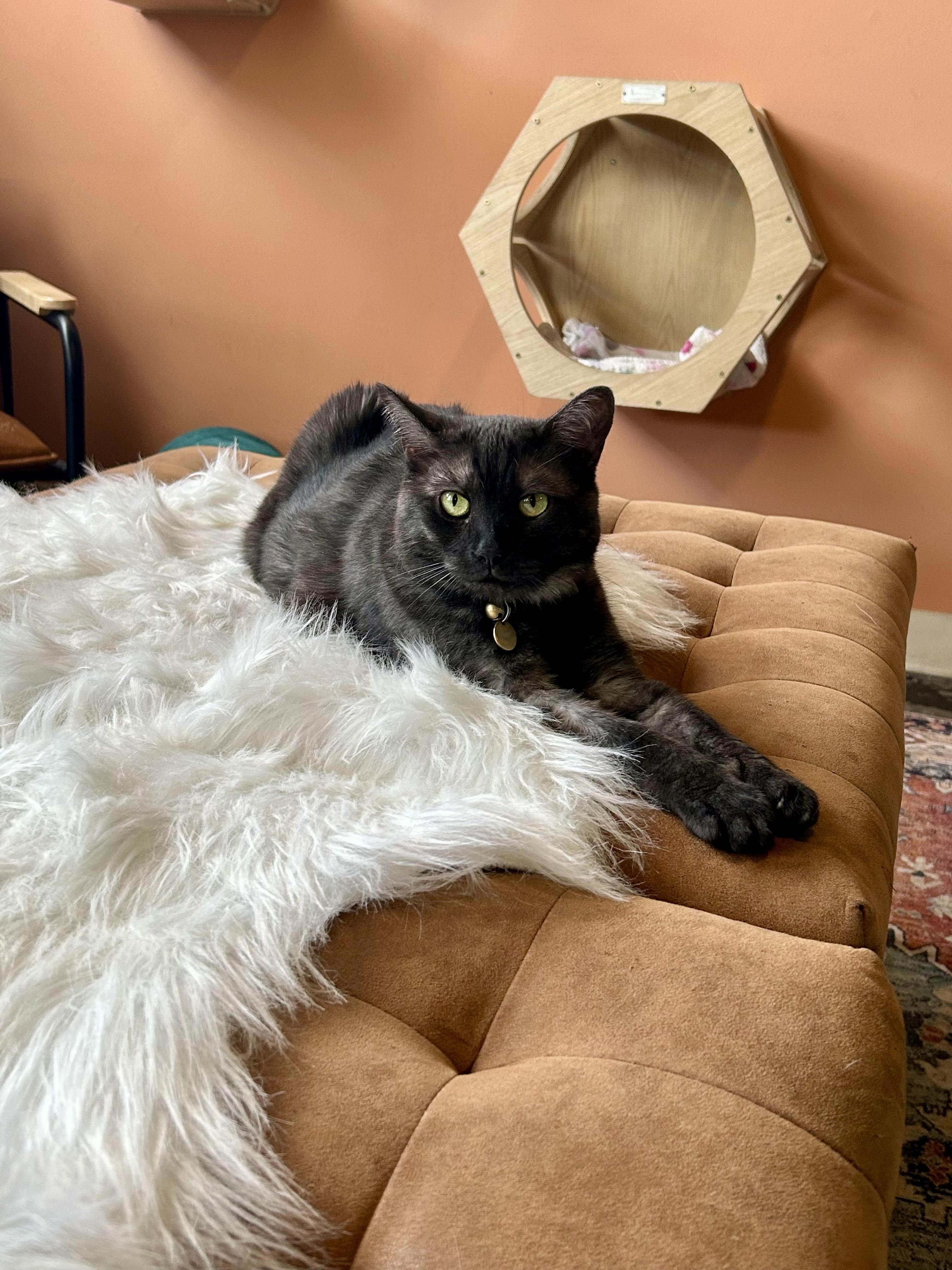 Hachi, ADOPTABLE, Adult Female Domestic Short Hair.