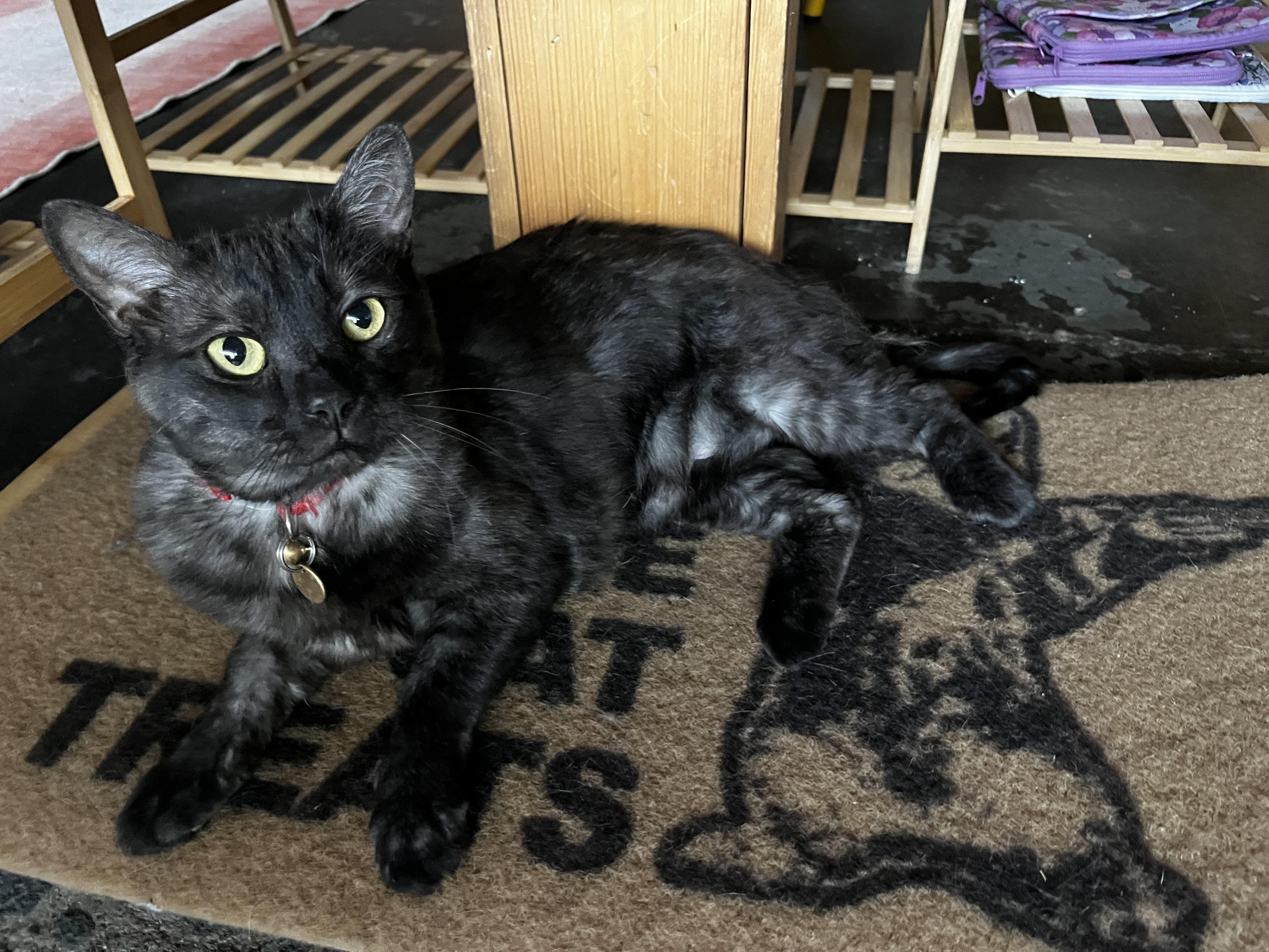 Hachi, a ADOPTABLE Domestic Short Hair in Denver, CO image 5/6