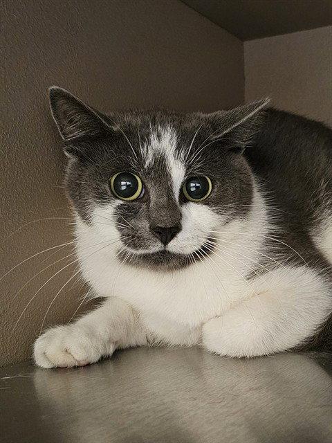 BANJO, Adoptable, Young Male Domestic Short Hair.