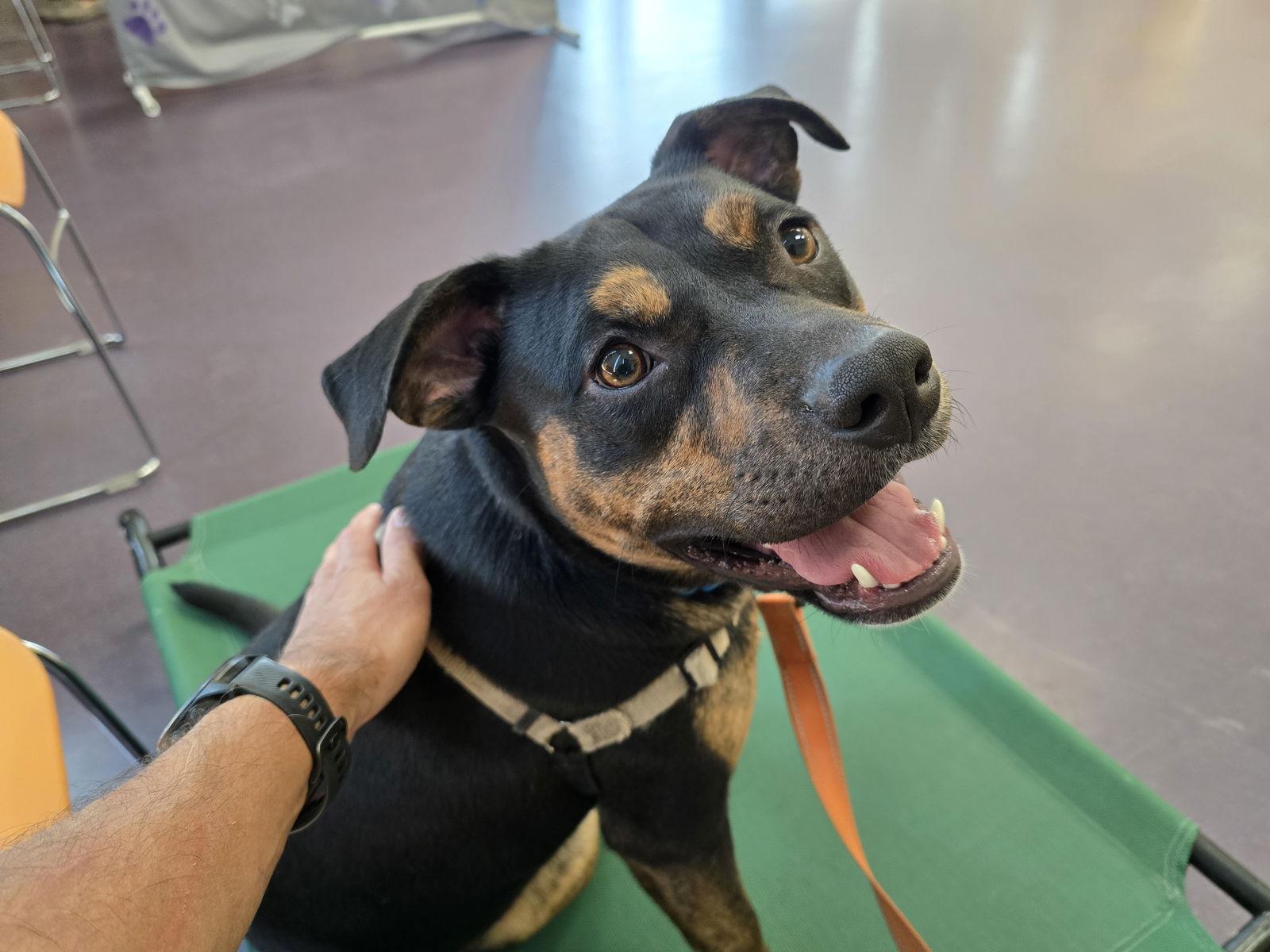 Juni, Adoptable, Adult Male Pit Bull Terrier.