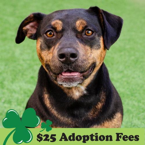 Enlarge Juni, a Adopted Pit Bull Terrier in Burlingame, CA image 2/3