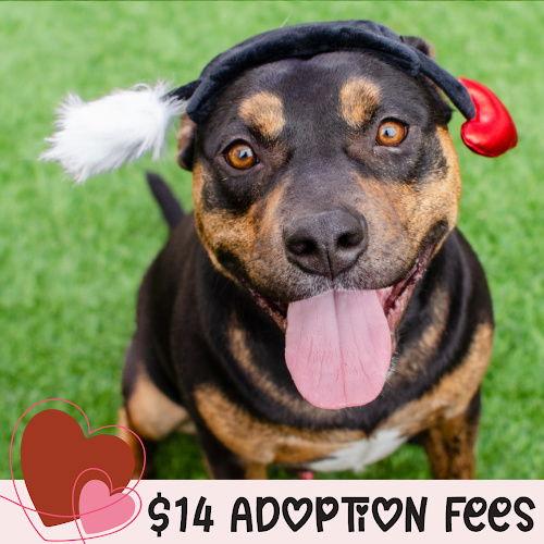 Juni, a Adoptable Pit Bull Terrier in Burlingame, CA image 2/3