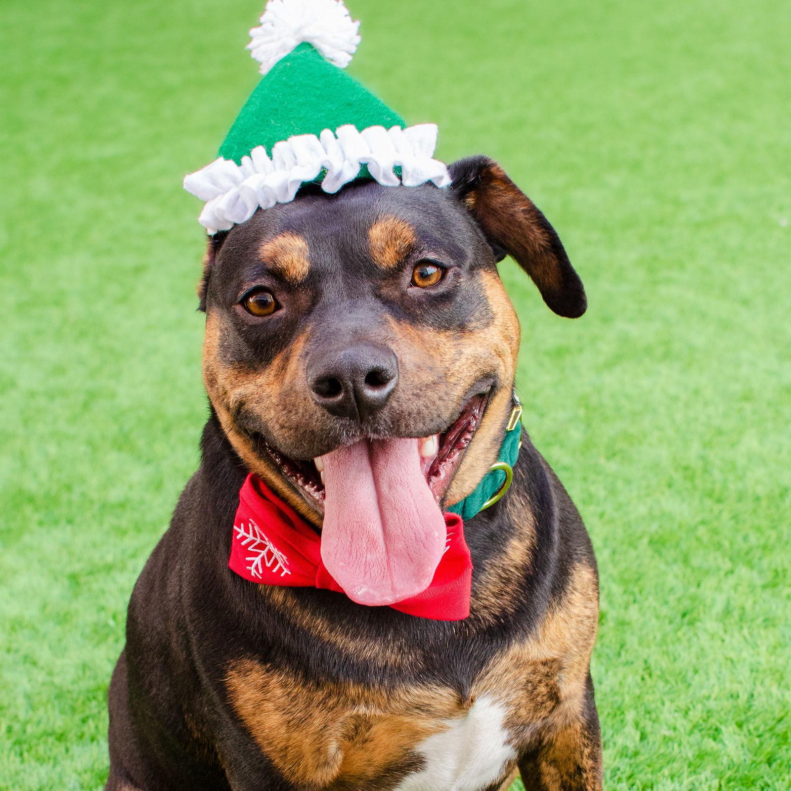 Enlarge Juni, a Adoptable Pit Bull Terrier in Burlingame, CA image 1/3