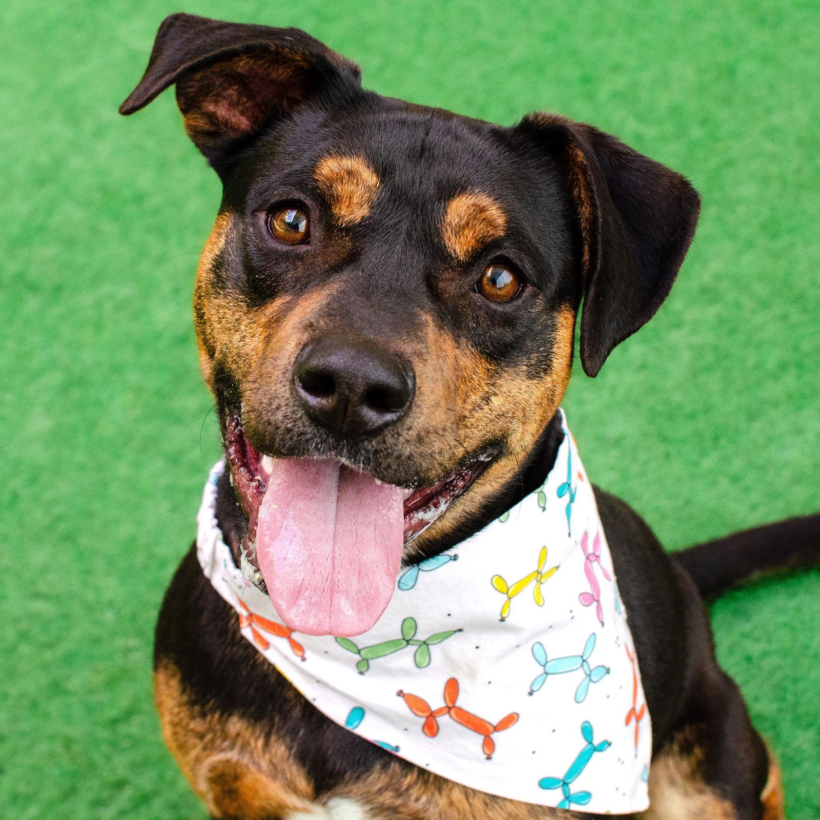 Enlarge Juni, a Adoptable Pit Bull Terrier in Burlingame, CA image 2/3