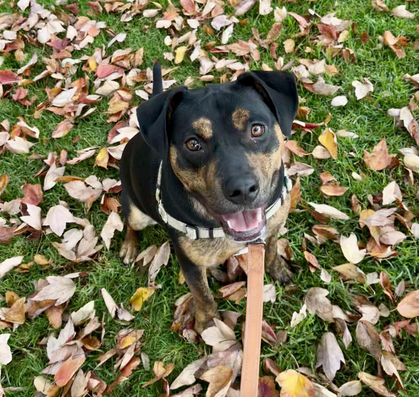 Enlarge Juni, a Adoptable Pit Bull Terrier in Burlingame, CA image 3/3