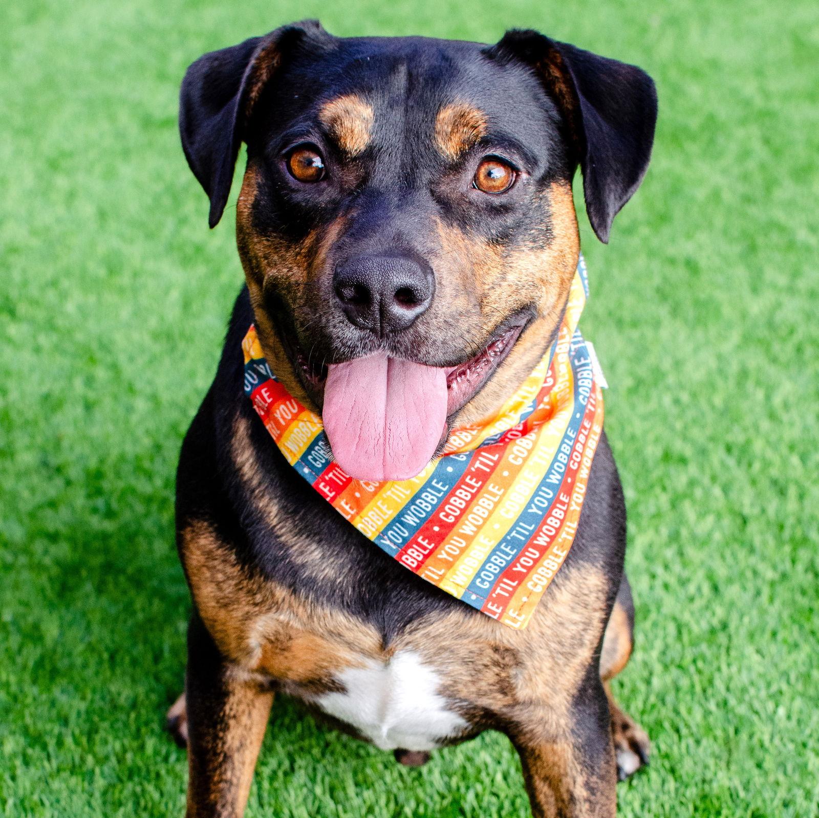 Enlarge Juni, a Adoptable Pit Bull Terrier in Burlingame, CA image 3/3