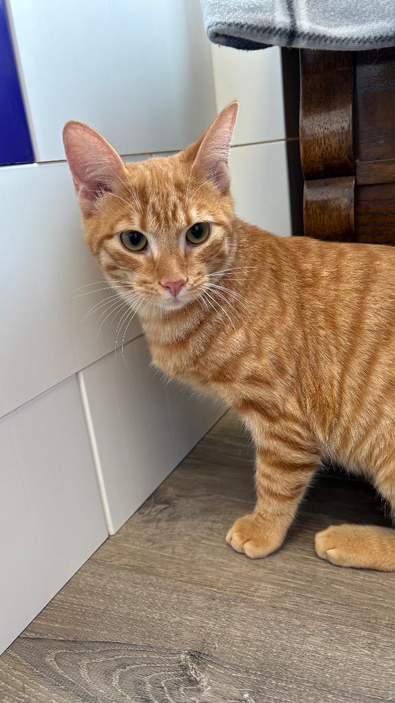 Enlarge Ace, a Adoptable Domestic Short Hair in Lewisville, TX image 1/4