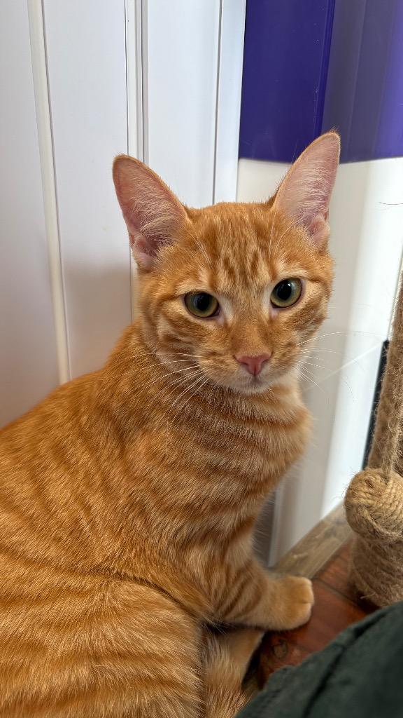 Enlarge Ace, a Adoptable Domestic Short Hair in Lewisville, TX image 2/4
