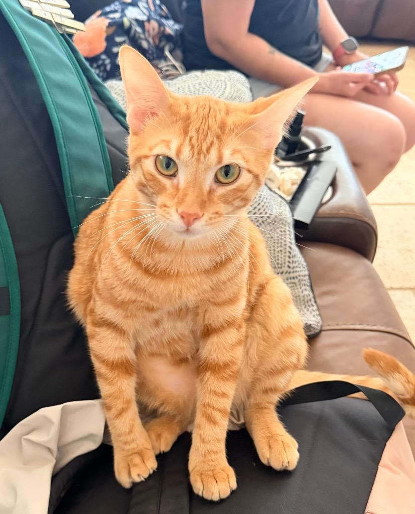 Ace, a Adoptable Domestic Short Hair in Lewisville, TX image 4/6