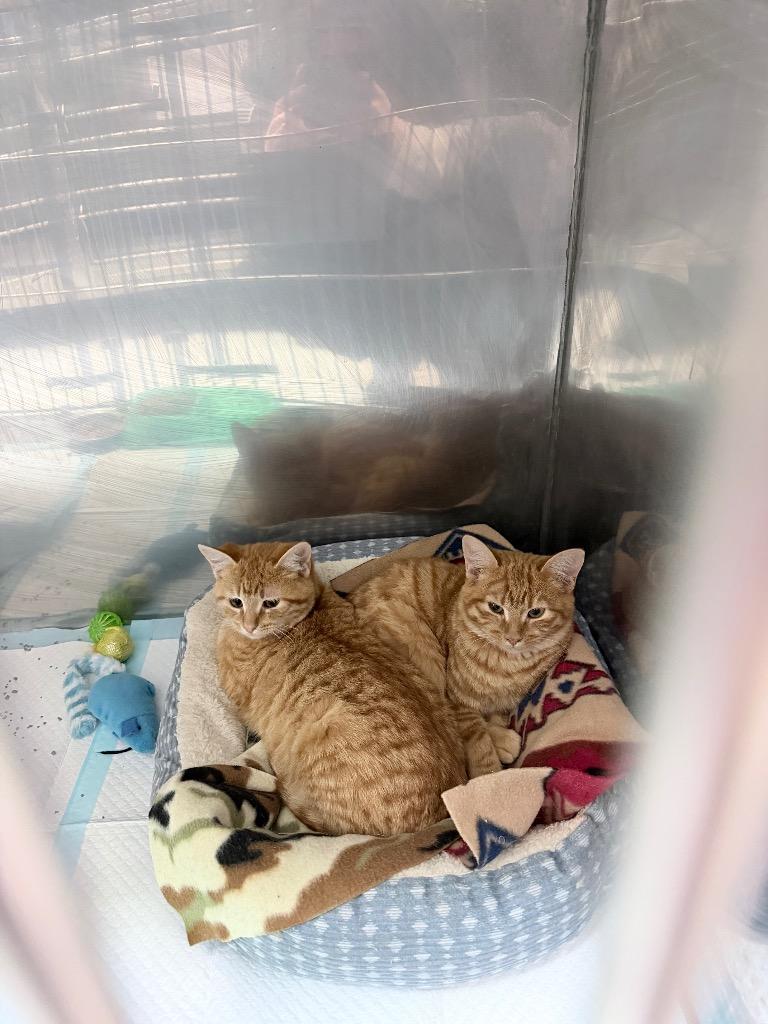 Enlarge Ace, a Adoptable Domestic Short Hair in Lewisville, TX image 3/4