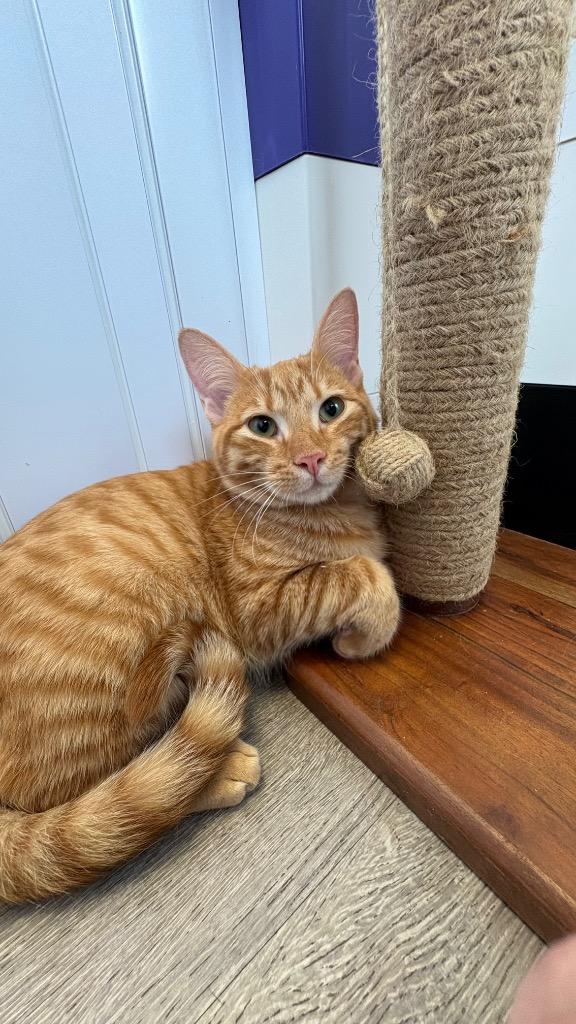 Enlarge Ace, a Adoptable Domestic Short Hair in Lewisville, TX image 4/4