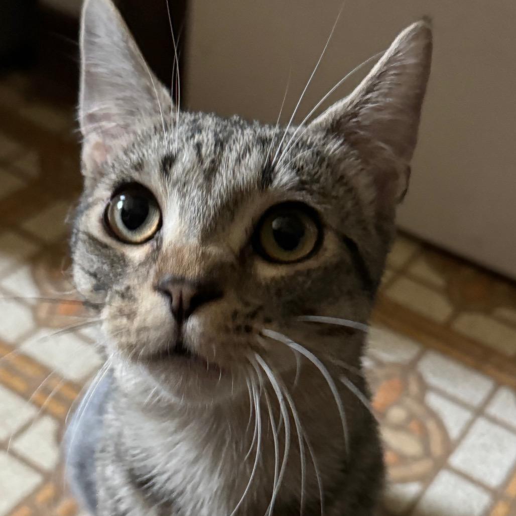 Enlarge Flash, a Adoptable Domestic Short Hair in Ashland, VA image 1/1