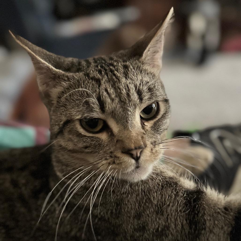 Enlarge Flash, a Adoptable Domestic Short Hair in Ashland, VA image 2/2