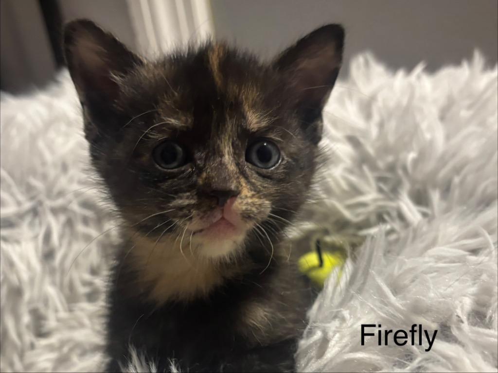 Firefly, a Adoptable Manx in Johnson City, TN image 1/6