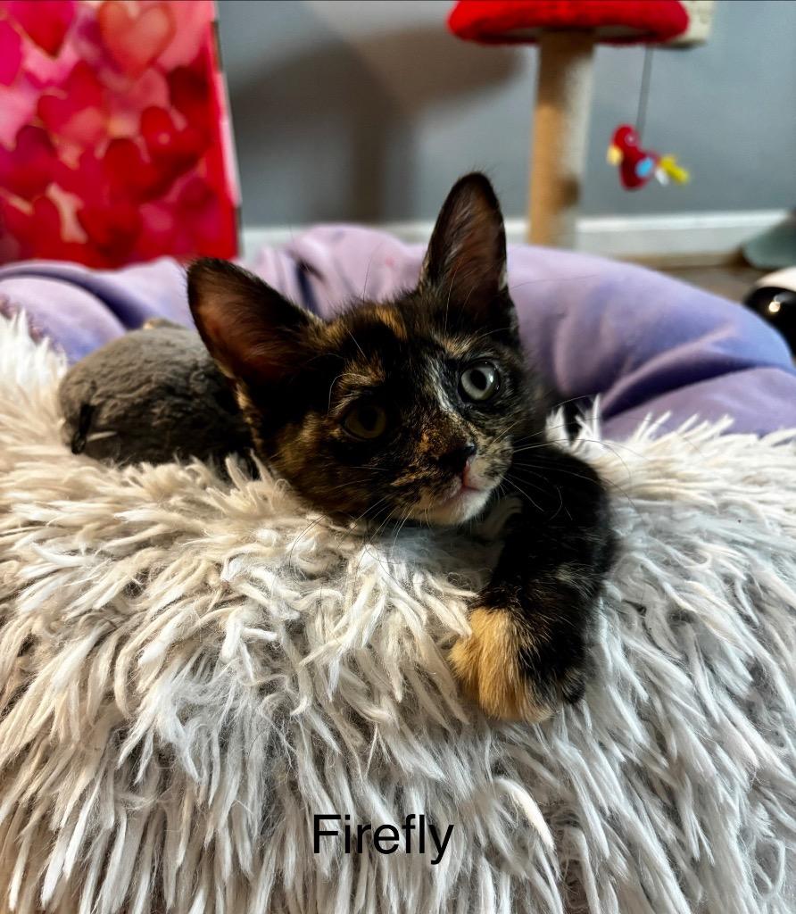 Firefly, a Adoptable Manx in Johnson City, TN image 2/6